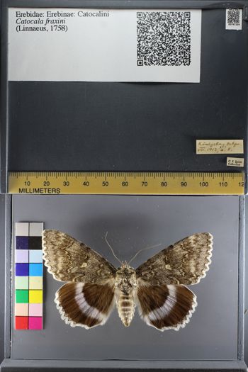 Media type: image;   Entomology 747164